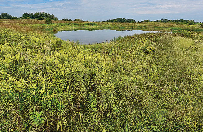 Native grasses on Turkey Hill Trail along Susquehanna River
